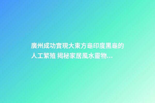 廣州成功實現大東方龜印度黑龜的人工繁殖 揭秘家居風水靈物“龍龜”化煞作用